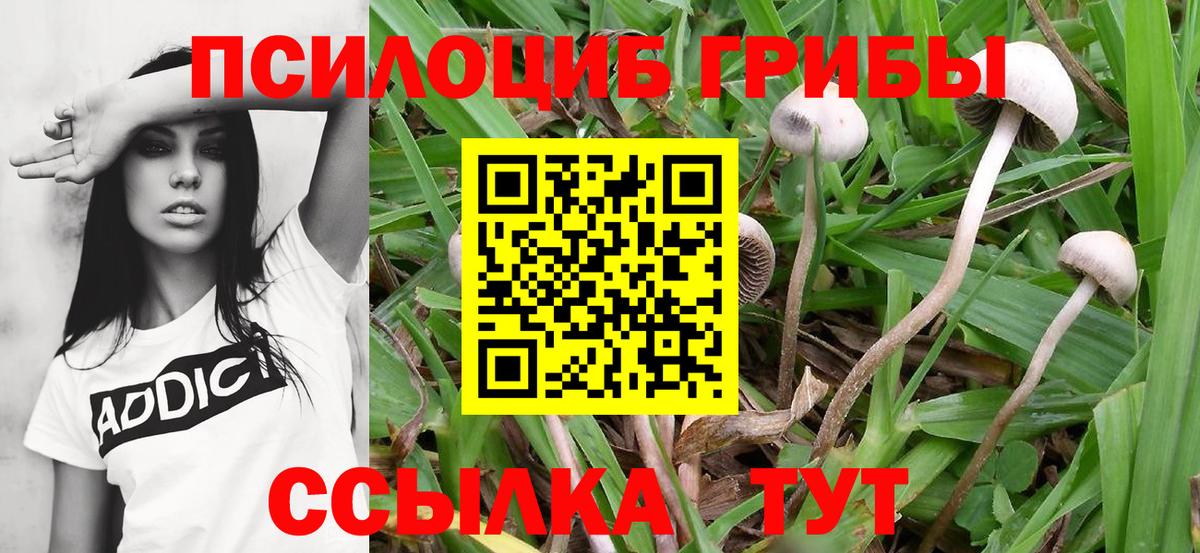 Галлюциногенные грибы GOLDEN TEACHER  Псилоцибиновые грибы GOLDEN TEACHER  магазин продажи   Дзержинск 